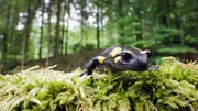 Ein Salamander. Ein Salamander.