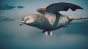 Digitales 3D-Modell &ndash; Taube als &Uuml;berwachungsdrohne