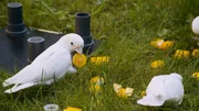 Kakadus beim Spielen kombinieren gerne Dinge.