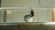 Eine Hummel verwendet einen Ball als Werkzeug, um an Futter zu gelangen.