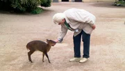 ARD/NDR LEOPARD, SEEBÄR UND CO. FOLGE 104, "Die Nandus sind los!", am Donnerstag um 16:10 Uhr im ERSTEN. Die Muntjaks haben die Streicheleinheiten der ehrenamtlichen Hagenbeck-Mitarbeiterin Ingrid Lohse besonders gut. ARD/NDR LEOPARD, SEEBÄR UND CO. FOLGE 104, "Die Nandus sind los!", am Donnerstag um 16:10 Uhr im ERSTEN. Die Muntjaks haben die Streicheleinheiten der ehrenamtlichen Hagenbeck-Mitarbeiterin Ingrid Lohse besonders gut.