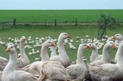 Etwa tausend G&auml;nse zieht Johannes Kircher jedes Jahr in artgerechter Haltung auf. Die G&auml;nse fressen tags&uuml;ber auf der Weide und m&uuml;ssen abends nur in den Stall, damit der Fuchs sie nicht holt.