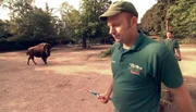 ARD/NDR LEOPARD, SEEB&Auml;R UND CO. FOLGE 107, "K&auml;ngerus im neuen Hagen-out-beck", am Donnerstag um 16:10 Uhr im ERSTEN. Kevin Surmilo s&auml;ubert das Au&szlig;engehege der Bisons.