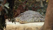 ARD/NDR LEOPARD, SEEB&Auml;R UND CO. FOLGE 107, "K&auml;ngerus im neuen Hagen-out-beck", am Donnerstag um 16:10 Uhr im ERSTEN. Die Krokodile in Hagenbecks Tropen-Aquarium br&uuml;ten flie&szlig;ig Eier aus.
