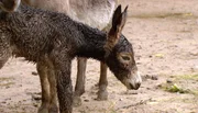 ARD/NDR LEOPARD, SEEBÄR UND CO. FOLGE 110, "Nabelbruch beim Bisonbaby", am Dienstag um 16:10 Uhr im ERSTEN. Das Eselfohlen macht seine ersten Schritte. ARD/NDR LEOPARD, SEEBÄR UND CO. FOLGE 110, "Nabelbruch beim Bisonbaby", am Dienstag um 16:10 Uhr im ERSTEN. Das Eselfohlen macht seine ersten Schritte.