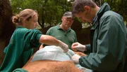 ARD/NDR LEOPARD, SEEBÄR UND CO. FOLGE 110, "Nabelbruch beim Bisonbaby", am Dienstag um 16:10 Uhr im ERSTEN. Volker Friedrich guckt den Tierärzten bei der Bisonkalb-OP zu. ARD/NDR LEOPARD, SEEBÄR UND CO. FOLGE 110, "Nabelbruch beim Bisonbaby", am Dienstag um 16:10 Uhr im ERSTEN. Volker Friedrich guckt den Tierärzten bei der Bisonkalb-OP zu.