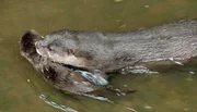 ARD/NDR LEOPARD, SEEB&Auml;R UND CO. FOLGE 107, "K&auml;ngerus im neuen Hagen-out-beck", am Donnerstag um 16:10 Uhr im ERSTEN. Die Zergotterbabys geben dem Nachwuchs Schwimmunterricht.