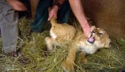 ARD/NDR LEOPARD, SEEBÄR UND CO. FOLGE 110, "Nabelbruch beim Bisonbaby", am Dienstag (17.04.12) um 16:10 Uhr im ERSTEN. Das Löwenbaby faucht die Pfleger an. ARD/NDR LEOPARD, SEEBÄR UND CO. FOLGE 110, "Nabelbruch beim Bisonbaby", am Dienstag (17.04.12) um 16:10 Uhr im ERSTEN. Das Löwenbaby faucht die Pfleger an.
