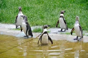 ARD/rbb PANDA, GORILLA & CO., TEIL 254, "Geschichten aus dem Zoo Berlin und Tierpark Berlin", Humboldt-Pinguine im Tierpark Berlin. ARD/rbb PANDA, GORILLA & CO., TEIL 254, "Geschichten aus dem Zoo Berlin und Tierpark Berlin", Humboldt-Pinguine im Tierpark Berlin.