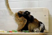 ARD/rbb PANDA, GORILLA & CO., TEIL 253, "Geschichten aus dem Zoo Berlin und Tierpark Berlin", am Dienstag (13.08.13) um 16:10 Uhr im ERSTEN. Bei den Mohrenmakis im Tierpark Berlin ist in diesem Jahr wieder ein Jungtier zur Welt gekommen: Mohrenmaki-Weibchen Uta mit Nachwuchs Max.