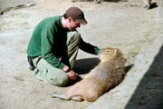 Reviertierpfleger Christian Möller mit Wasserschwein Elena im Zoo Berlin. Reviertierpfleger Christian Möller mit Wasserschwein Elena im Zoo Berlin.