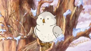 Die kleine Weißeule hat eine interessante Geschichte zu erzählen. Die kleine Weißeule hat eine interessante Geschichte zu erzählen.