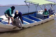 Die NGO Grupo Tortuguero hat erkannt, dass die Schildkröten des Golfs vom Aussterben bedroht sind. Durch ihre Arbeit sorgen die Helfer für deren Erholung und Fortbestehen. Die NGO Grupo Tortuguero hat erkannt, dass die Schildkröten des Golfs vom Aussterben bedroht sind. Durch ihre Arbeit sorgen die Helfer für deren Erholung und Fortbestehen.