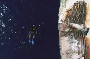 Bei der Suche nach Delfinen vor der Küste Mazatláns hat Oscar Guzun einen im Meer treibenden toten Wal entdeckt – ein ungewöhnliches Schauspiel. Bei der Suche nach Delfinen vor der Küste Mazatláns hat Oscar Guzun einen im Meer treibenden toten Wal entdeckt – ein ungewöhnliches Schauspiel.