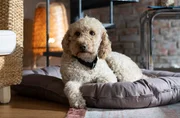 ARD DIE KANZLEI VII. STAFFEL, FOLGE 85, „Neue Besen“. Kollege Teddy: Der Kanzlei-Hund ist ein Goldendoodle. ARD DIE KANZLEI VII. STAFFEL, FOLGE 85, „Neue Besen“. Kollege Teddy: Der Kanzlei-Hund ist ein Goldendoodle.