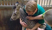 ARD/NDR LEOPARD, SEEBÄR UND CO. FOLGE 111, "Kamtschatka-Bärin Mascha will ausbüxen!", am Mittwoch um 16:10 Uhr im ERSTEN. Tobias Taraba hält das Zebrafohlen fest, damit es eine Spritze bekommen kann. ARD/NDR LEOPARD, SEEBÄR UND CO. FOLGE 111, "Kamtschatka-Bärin Mascha will ausbüxen!", am Mittwoch um 16:10 Uhr im ERSTEN. Tobias Taraba hält das Zebrafohlen fest, damit es eine Spritze bekommen kann.