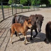 Die Shetlandponys haben prominenten Zuwachs bekommen: Fohlen Johnny wurde nämlich von den Pflegern nach einem berühmten amerikanischen Schauspieler benannt! Die Shetlandponys haben prominenten Zuwachs bekommen: Fohlen Johnny wurde nämlich von den Pflegern nach einem berühmten amerikanischen Schauspieler benannt!