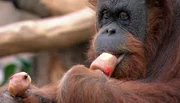 Der Orang-Utan isst ein Eis. Der Orang-Utan isst ein Eis.