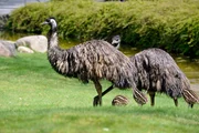 Bei den Emus kümmert sich ausschließlich der Emu-Hahn um die eigene Brut und verteidigt seine drei frisch geschlüpften Küken auch schon mal offensiv gegen Reviertierpfleger Christian Möllern. Bei den Emus kümmert sich ausschließlich der Emu-Hahn um die eigene Brut und verteidigt seine drei frisch geschlüpften Küken auch schon mal offensiv gegen Reviertierpfleger Christian Möllern.