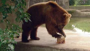 ARD/NDR LEOPARD, SEEBÄR UND CO. FOLGE 111, "Kamtschatka-Bärin Mascha will ausbüxen!", am Mittwoch (18.04.12) um 16:10 Uhr im ERSTEN. Der Bär stellt sich auf die Eisbombe. ARD/NDR LEOPARD, SEEBÄR UND CO. FOLGE 111, "Kamtschatka-Bärin Mascha will ausbüxen!", am Mittwoch (18.04.12) um 16:10 Uhr im ERSTEN. Der Bär stellt sich auf die Eisbombe.