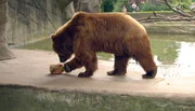 ARD/NDR LEOPARD, SEEBÄR UND CO. FOLGE 111, "Kamtschatka-Bärin Mascha will ausbüxen!", am Mittwoch (18.04.12) um 16:10 Uhr im ERSTEN. Der Bär Leo untersucht seine Eisbombe. ARD/NDR LEOPARD, SEEBÄR UND CO. FOLGE 111, "Kamtschatka-Bärin Mascha will ausbüxen!", am Mittwoch (18.04.12) um 16:10 Uhr im ERSTEN. Der Bär Leo untersucht seine Eisbombe.