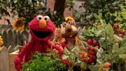 Elmo und Winnie begeben sich auf die Suche nach Zutaten für ein leckeres Essen. Elmo und Winnie begeben sich auf die Suche nach Zutaten für ein leckeres Essen.
