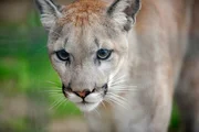 Missoula ist eine seltene Montana-Puma-Zuchtkatze, die im Tierpark von Hand aufgezogen wurde. Missoula ist eine seltene Montana-Puma-Zuchtkatze, die im Tierpark von Hand aufgezogen wurde.