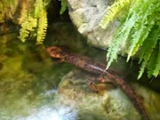 Der japanische Riesen-Salamander