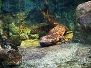 Der japanische Riesen-Salamander