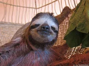 Meet the Sloths