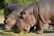 Im Flusspferdhaus des Berliner Zoo warten schon früh am Morgen hungrige Mäuler.