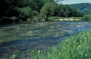 Die Donau bei Kloster Beuron. Diese Gegend ist der wildromantische Höhepunkt des Donaudurchbruchs.