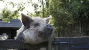 Kunee kunee Pig on fence, United Kingdom, London
