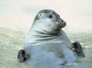MDR Fernsehen DEUTSCHLANDS WILDE TIERE, "In den Nationalparks Wattenmeer", am Freitag (30.03.12) um 13:15 Uhr.
7000 Seehunde bevölkern heute wieder die deutsche Nordseeküste. Im Naitonalpark Wattenmeer haben sie ihre Kinderstuben. Seehund.