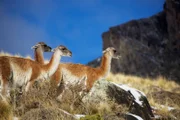 Wild Guanakos durchstreifen die Anden. Eigentlich sind sie Verwandte des Kamels und auch Vorfahren des domestizierten Lamas.