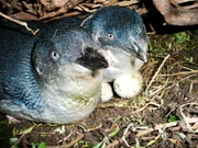 Nachwuchs ist angesagt: Die Zwergpinguine Blue und Sheila brüten in ihrem Nest Eier aus.