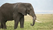 An elephant in Tanzania.