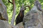 Der Leitbock der Steinböcke im Zoo Berlin hat Konkurrenz im Revier bekommen.