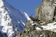 Steinbock