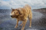 Picture Shows: Oliver the Golden Retriever shaking water from fur.