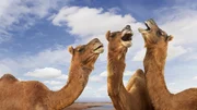 Camels