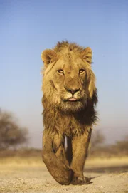 A young lion.