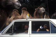 "Mozart und Meisel", "Herzklopfen." Mozart, Aushilfstaxifahrer, wird von einer merkwürdigen alten Dame zu einer Fahrt in einen Safaripark angeheuert. Meisel geht ins Spital, um sich wegen ständiger Kopfschmerzen behandeln zu lassen. Die Taxifahrt und der Spitalsbesuch arten in folgenschwere Abenteuer aus.Im Bild (v.li.): Andreas Vitasek (Axel Mozart), Götz Kauffmann (Meisel).