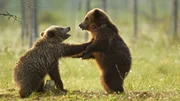 Bears