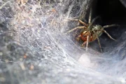 Spinne im Netz