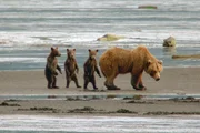 Braunbärenfamilie an der Katmai-Küste in Alaska