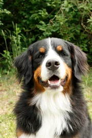 Berner Sennenhund Keks ist für sein nächstes Abenteuer bereit. Mal sehen, wen er heute trifft?