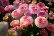 Blume, Natur, Pflanze, Garten