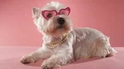 A dog with sunglasses