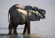 Elefanten sind an den Ufern des Sambesi ein vertrauter Anblick. Dort, wo er sich mit dem Chobe vereint, leben mehr Elefanten als irgendwo auf der Welt.